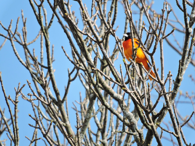 Baltimore Orioles