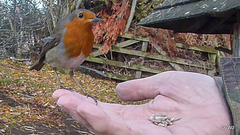 The Gazebo Robin