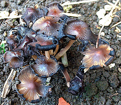 Inkcap Mushrooms 6