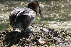 Incubation chez les grèbes