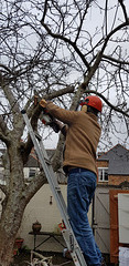 Tree Surgery