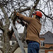 Tree Surgery