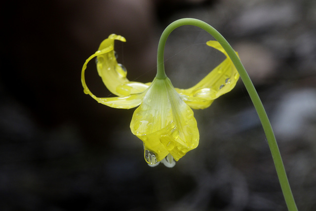 Glacier Lily