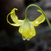 Glacier Lily