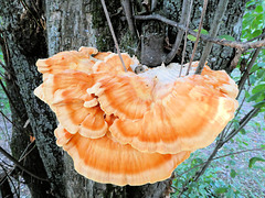 Crémieu (38) 30 août 2019. Champignon géant! (Polypore soufré).