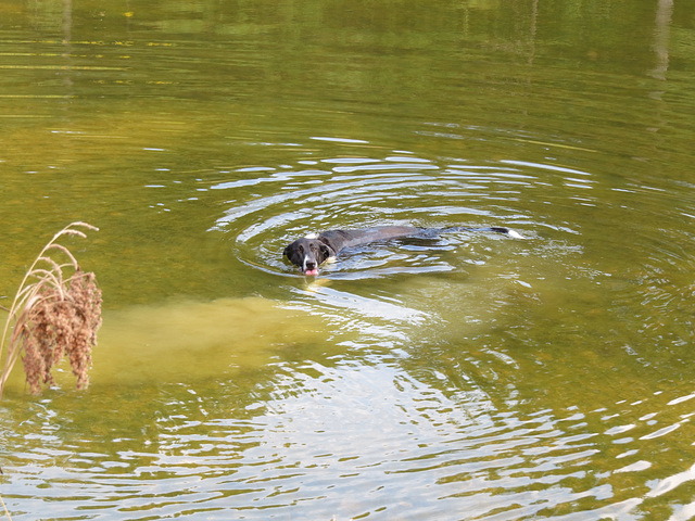 Garip swimming in the pond