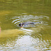 Garip swimming in the pond