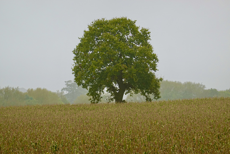 Misty start to the day