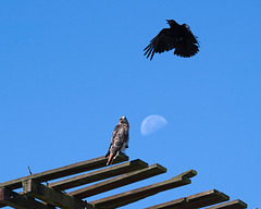 Hawk and crow