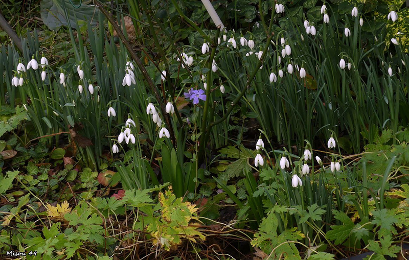 MON JARDIN