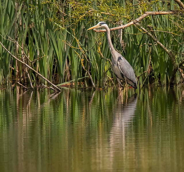 Heron