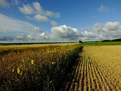 Join the harvest