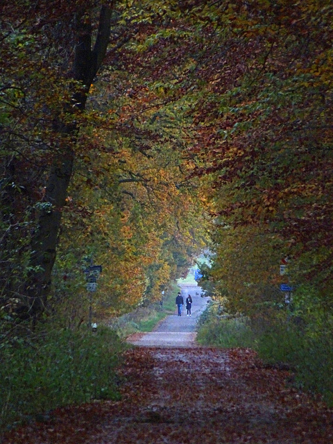 Walking among the last autumn colors ,