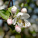 Chrysotoxum spec. in einer Apfelblüte