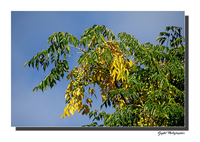 L'Automne du Melia Azedarach ...