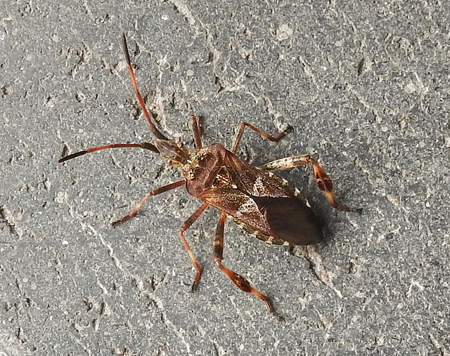 20221029 1953CPw [D~LIP] Amerikanische Kiefernwanze (Leptoglossus occidentalis) [Kiefern-Zapfenwanze], Bad Salzuflen