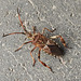 20221029 1953CPw [D~LIP] Amerikanische Kiefernwanze (Leptoglossus occidentalis) [-Zapfenwanze], Bad Salzuflen