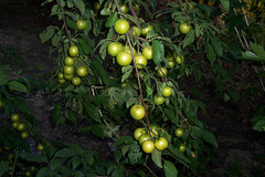 MD - Moldauische Früchte
