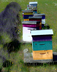 Lavender and Bee Hives