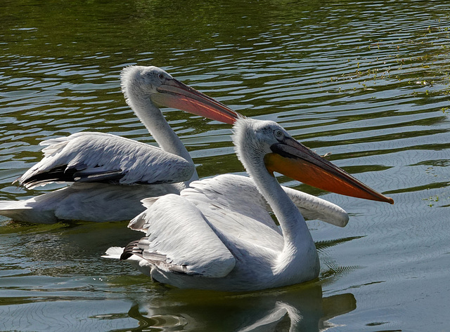 Dalmatian pelicans