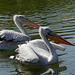 Dalmatian pelicans