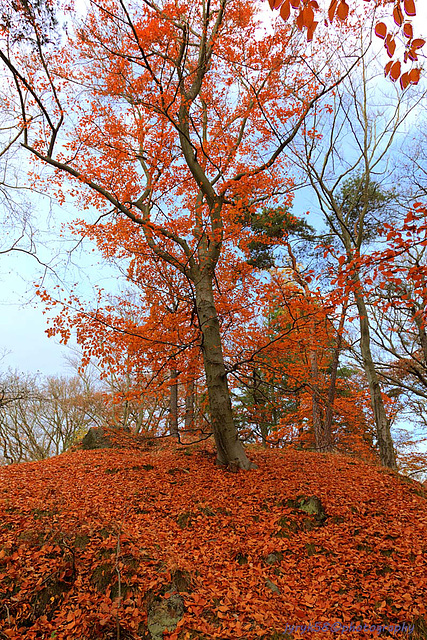 Autumn Tree