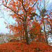 Autumn Tree