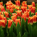 tulpen