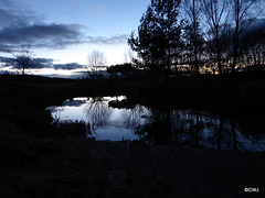 The mallard are returning to the pond at dusk now...
