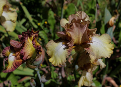 Iris 'Patina' à droite , Santana à gauche