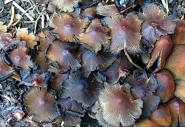 Inkcap Mushrooms 5