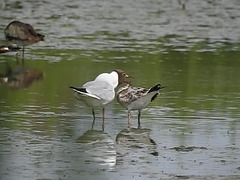 20180628 4095CP~V [D~MSI Lachmöwe + [JV], Rieselfelder Münster