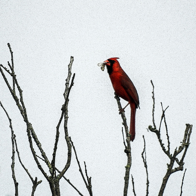 Day 2, Northern Cardinal male