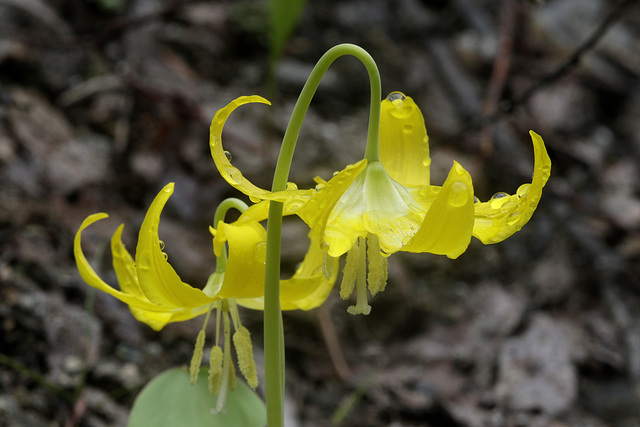 Glacier Lily