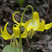 Glacier Lily