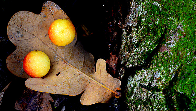 Nutgalls on oak leaf...