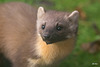 Pine Marten