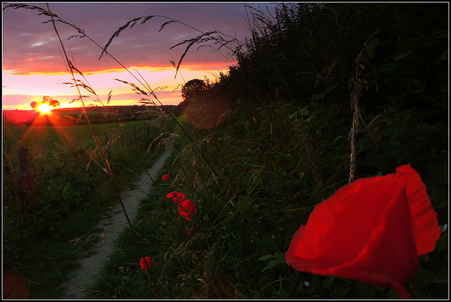 Sunset flowers