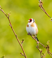Goldfinch