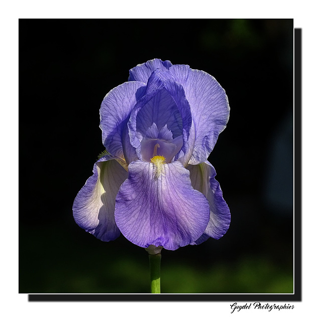 Iris douceur ...