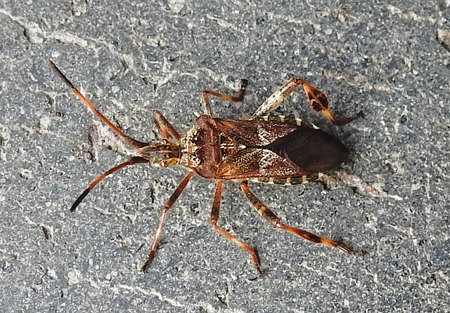 20221029 1954CPw [D~LIP] Amerikanische Kiefernwanze (Leptoglossus occidentalis) [Kiefern-Zapfenwanze], Bad Salzuflen