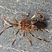 20221029 1954CPw [D~LIP] Amerikanische Kiefernwanze (Leptoglossus occidentalis) [-Zapfenwanze], Bad Salzuflen