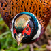 Pheasant