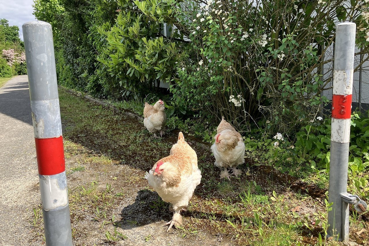 Waldstadt Chicks