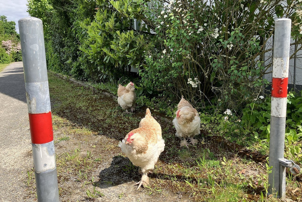 Waldstadt Chicks