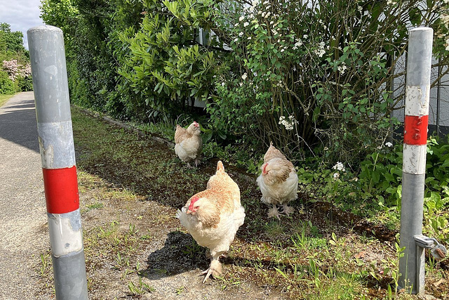 Waldstadt Chicks