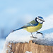 Blue tit (Cyanistes caeruleus)