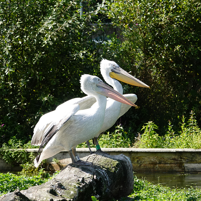 Dalmatian pelicans