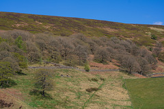 Trees on White Brow (Cuckoo!)