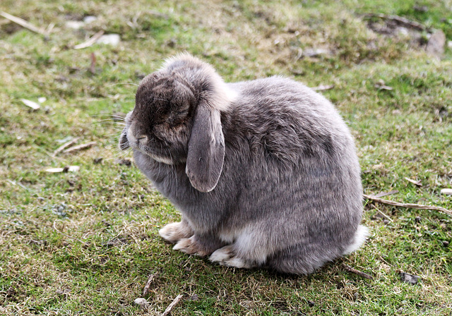 Widder-Kaninchen